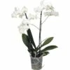 FLORASELF® Orchidee Phalaenopsis Multiflora 2-tak Wit Potmaat Ø 12 Cm 2 FLORASELF® Orchidee Phalaenopsis Multiflora 2-tak Wit Potmaat Ø 12 Cm -FLORASELF Verkoop DV 8 8804059 01 4c RO 20221213154651