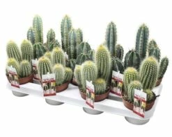 FLORASELF Zuilcactus Cereus 'Skyline' Potmaat Ø 10,5 Cm H 15-20 Cm -FLORASELF Verkoop DV 8 8810519 02 4c DE 20170620155149