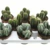 FLORASELF Zuilcactus Cereus 'Skyline' Potmaat Ø 10,5 Cm H 15-20 Cm 1 FLORASELF Zuilcactus Cereus 'Skyline' Potmaat Ø 10,5 Cm H 15-20 Cm -FLORASELF Verkoop DV 8 8810519 03 4c DE 20170711192301
