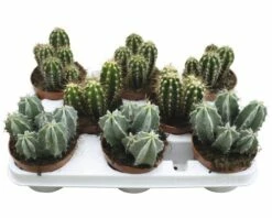 FLORASELF Zuilcactus Cereus 'Skyline' Potmaat Ø 10,5 Cm H 15-20 Cm