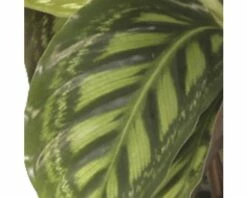 FLORASELF Calathea Flamestar Ø14 Cm H55 Cm -FLORASELF Verkoop DV 8 8822558 02 4c DE 20200807051654