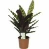 FLORASELF Calathea Calathea Insignis Potmaat Ø 14.0 Cm H 40-60 Cm -FLORASELF Verkoop DV 8 8822559 02 4c DE 20181019051653