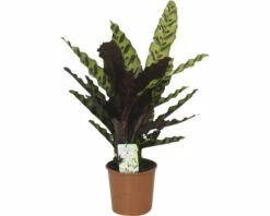 FLORASELF Calathea Calathea Insignis Potmaat Ø 14.0 Cm H 40-60 Cm