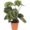 FLORASELF Calathea Calathea Ornata 'Medallion' Potmaat Ø 14.0 Cm H 30-40 Cm -FLORASELF Verkoop DV 8 8822560 01 4c DE 20190130174659