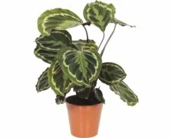 FLORASELF Calathea Calathea Ornata 'Medallion' Potmaat Ø 14.0 Cm H 30-40 Cm