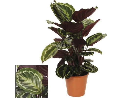 FLORASELF Calathea Calathea Ornata 'Medallion' Potmaat Ø 14.0 Cm H 30-40 Cm 4 FLORASELF Calathea Calathea Ornata 'Medallion' Potmaat Ø 14.0 Cm H 30-40 Cm - Afbeelding 2