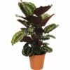 FLORASELF Calathea Medaillon Ø19 Cm H60 Cm -FLORASELF Verkoop DV 8 8822561 02 4c RO 20210609104750