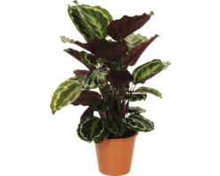 FLORASELF Calathea Medaillon Ø19 Cm H60 Cm