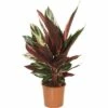 FLORASELF Calathea Triostar Ø14 Cm H40-50 Cm -FLORASELF Verkoop DV 8 8822563 01 4c DE 20190508051658
