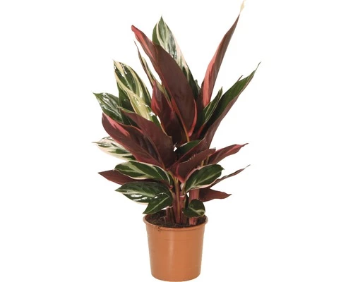 FLORASELF Calathea Triostar Ø14 Cm H40-50 Cm 3 FLORASELF Calathea Triostar Ø14 Cm H40-50 Cm