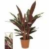 FLORASELF Calathea Triostar Ø 19 Cm H 80-90 Cm -FLORASELF Verkoop DV 8 8822564 01 4c DE 20200826141654