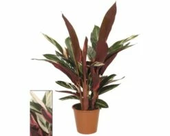 FLORASELF Calathea Triostar Ø 19 Cm H 80-90 Cm