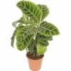 FLORASELF Calathea Zebrina Ø14 Cm H60 Cm