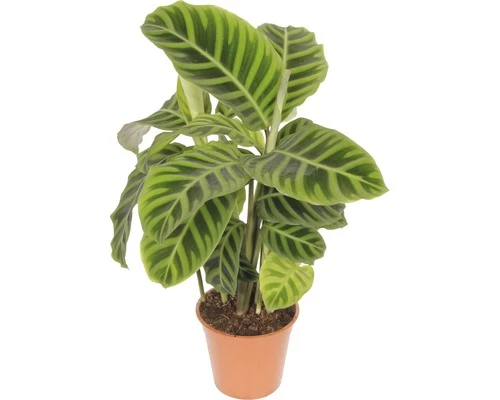 FLORASELF Calathea Zebrina Ø14 Cm H60 Cm 3 FLORASELF Calathea Zebrina Ø14 Cm H60 Cm
