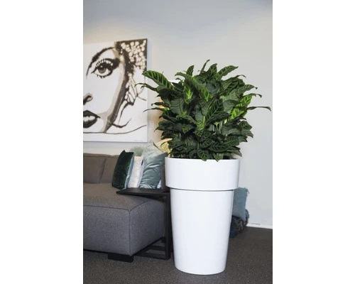 FLORASELF Calathea Zebrina Ø14 Cm H60 Cm 4 FLORASELF Calathea Zebrina Ø14 Cm H60 Cm - Afbeelding 2