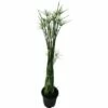FLORASELF Parapluplant Cyperus Haspan Potmaat Ø 14 Cm H 50-60 Cm -FLORASELF Verkoop DV 8 8822571 01 4c DE 20170902033422