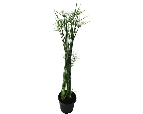 FLORASELF Parapluplant Cyperus Haspan Potmaat Ø 14 Cm H 50-60 Cm 3 FLORASELF Parapluplant Cyperus Haspan Potmaat Ø 14 Cm H 50-60 Cm