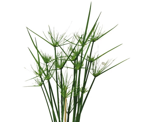 FLORASELF Parapluplant Cyperus Haspan Potmaat Ø 14 Cm H 50-60 Cm 4 FLORASELF Parapluplant Cyperus Haspan Potmaat Ø 14 Cm H 50-60 Cm - Afbeelding 2