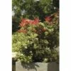 FLORASELF Rotsheide Pieris Japonica 'Carnaval' Potmaat Ø23 Cm H 40-50 Cm -FLORASELF Verkoop DV 8 8844812 01 4c DE 20191020014436