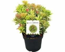 FLORASELF Rotsheide Pieris Japonica 'Carnaval' Potmaat Ø23 Cm H 40-50 Cm -FLORASELF Verkoop DV 8 8844812 02 4c DE 20191021181757