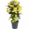 FLORASELF Wonderstruik Codiaeum Mrs Iceton Potmaat Ø 24 Cm H 80 Cm -FLORASELF Verkoop DV 8 8846932 01 4c DE 20210902054652