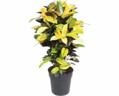 FLORASELF Wonderstruik Codiaeum Mrs Iceton Potmaat Ø 24 Cm H 80 Cm