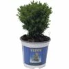 FLORASELF® Westerse Levensboom Thuja Occidentalis 'Teddy' Potmaat Ø21 Cm -FLORASELF Verkoop DV 8 8847750 01 4c DE 20151105173842
