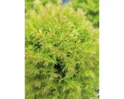 FLORASELF® Westerse Levensboom Thuja Occidentalis 'Teddy' Potmaat Ø21 Cm -FLORASELF Verkoop DV 8 8847750 04 4c DE 20200311073154