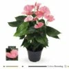 FLORASELF® Anthurium Andreanum Potmaat Ø 17 Cm 2 FLORASELF® Anthurium Andreanum Potmaat Ø 17 Cm -FLORASELF Verkoop DV 8 8864727 02 4c DE 20200318091755