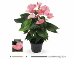 FLORASELF® Anthurium Andreanum Potmaat Ø 17 Cm