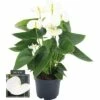 FLORASELF Flamingoplant Anthurium Andreanum Potmaat Ø 12 Cm H 35-40 Cm
