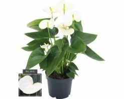 FLORASELF Flamingoplant Anthurium Andreanum Potmaat Ø 12 Cm H 35-40 Cm