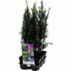 FLORASELF Venijnboom Taxus Baccata 6st -FLORASELF Verkoop DV 8 8864885 01 4c NL 20171108221849