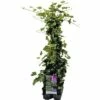 FLORASELF Klimop Hedera Hibernica 6st -FLORASELF Verkoop DV 8 8864886 01 4c NL 20171108222058