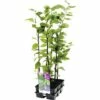 FLORASELF Haagbeuk Carpinus Betulus 6st -FLORASELF Verkoop DV 8 8864888 01 4c NL 20171108223040