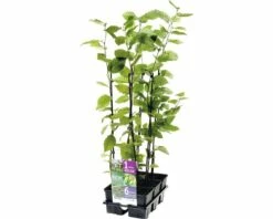 FLORASELF Haagbeuk Carpinus Betulus 6st