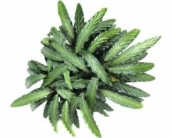 FLORASELF Calathea Wavestar Ø21 Cm H105 Cm -FLORASELF Verkoop DV 8 8868469 01 4c DE 20210107124753