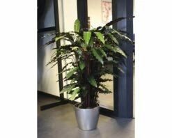 FLORASELF Calathea Wavestar Ø21 Cm H105 Cm -FLORASELF Verkoop DV 8 8868469 02 4c DE 20210107124753