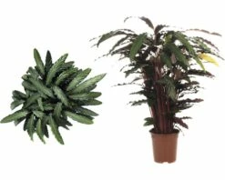 FLORASELF Calathea Wavestar Ø21 Cm H105 Cm -FLORASELF Verkoop DV 8 8868469 03 4c DE 20151107112608
