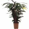 FLORASELF Calathea Wavestar Ø21 Cm H105 Cm -FLORASELF Verkoop DV 8 8868469 04 4c DE 20151107112635