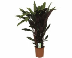 FLORASELF Calathea Wavestar Ø21 Cm H105 Cm -FLORASELF Verkoop DV 8 8868469 05 4c NL 20221208134751
