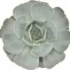 FLORASELF Echeveria Lilacina Potmaat Ø 12,0 Cm H 14-17 Cm -FLORASELF Verkoop DV 8 8870184 01 4c DE 20180427171829