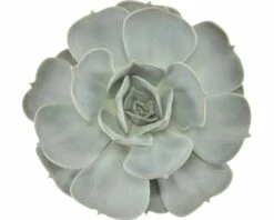 FLORASELF Echeveria Lilacina Potmaat Ø 12,0 Cm H 14-17 Cm