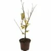 FLORASELF® Toverhazelaar Hamamelis Mollis 'Arnold Promise' Potmaat Ø Cm -FLORASELF Verkoop DV 8 8875625 01 4c DE 20190130091226