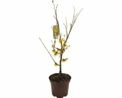 FLORASELF® Toverhazelaar Hamamelis Mollis 'Arnold Promise' Potmaat Ø Cm