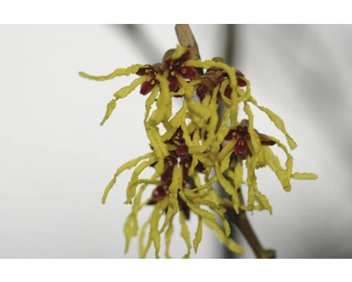 FLORASELF® Toverhazelaar Hamamelis Mollis 'Arnold Promise' Potmaat Ø Cm 4 FLORASELF® Toverhazelaar Hamamelis Mollis 'Arnold Promise' Potmaat Ø Cm - Afbeelding 2