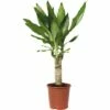 FLORASELF Drakenbloedboom Dracaena Fragrans 'Steudneri Green' Potmaat Ø 11 Cm H 40-50 Cm -FLORASELF Verkoop DV 8 8900843 02 4c DE 20151106202331
