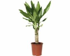 FLORASELF Drakenbloedboom Dracaena Fragrans 'Steudneri Green' Potmaat Ø 11 Cm H 40-50 Cm