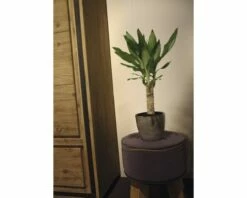 FLORASELF Drakenbloedboom Dracaena Fragrans 'Steudneri Green' Potmaat Ø 11 Cm H 40-50 Cm -FLORASELF Verkoop DV 8 8900843 03 4c DE 20210107124753