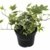 FLORASELF® Klimop Hedera Bont 1 FLORASELF® Klimop Hedera Bont -FLORASELF Verkoop DV 8 8901772 04 4c DE 20210114051654